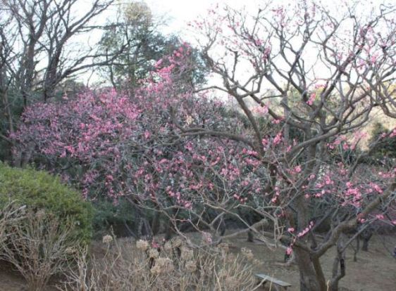 うめの木緑地の画像