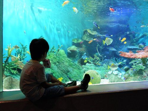 しながわ水族館の画像