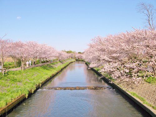 海老川ジョギングロードの画像