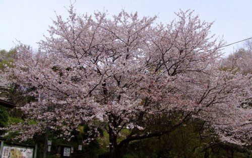 しみんの森ふじやま公園の画像