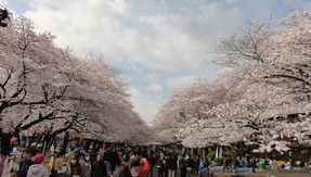 上野恩賜公園の画像