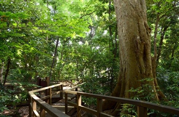 千石緑地の画像