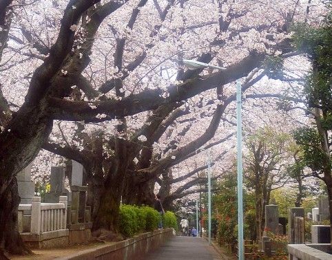 染井霊園の画像