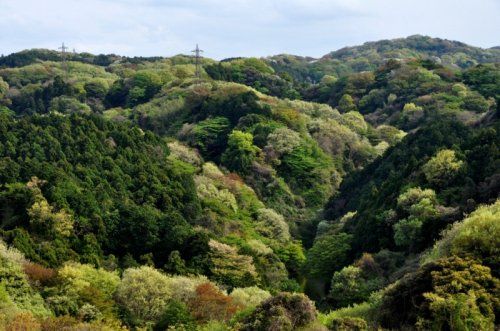 瀬上市民の森の画像