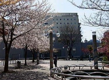  染井吉野桜記念公園の画像