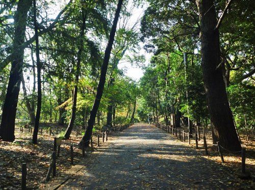 林試の森公園の画像