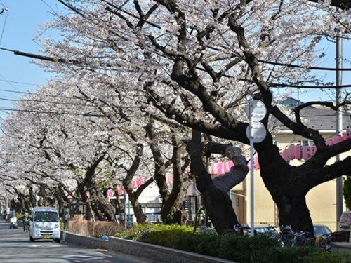 桜並木公園の画像