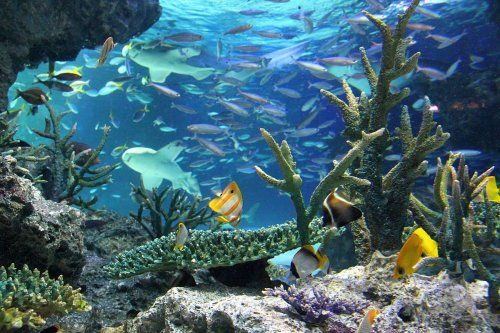 サンシャイン水族館の画像