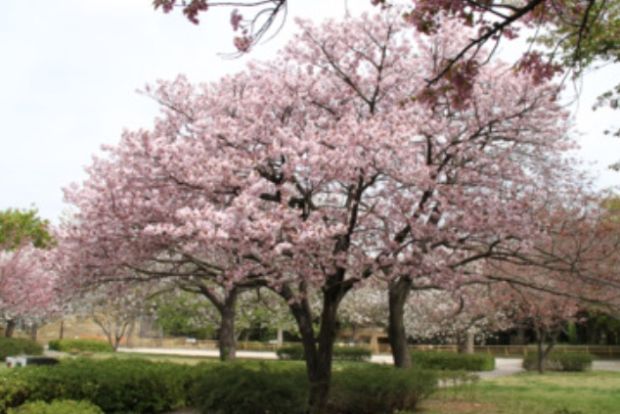 都公園の画像