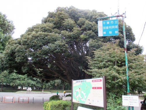 加曽利貝塚公園の画像