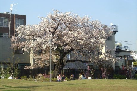 新宿区立富久さくら公園の画像