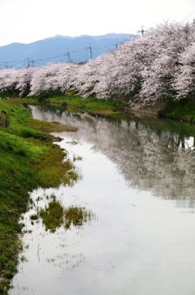 真野川の桜の画像