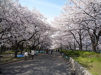毛馬桜之宮公園の画像