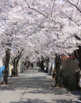 宝塚南口～寿楽荘の桜並木・桜トンネルの画像