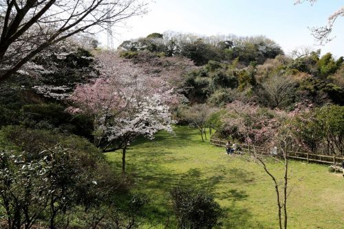 桜山中央公園の画像