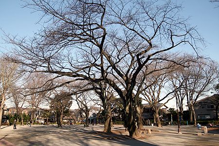 常盤台公園の画像