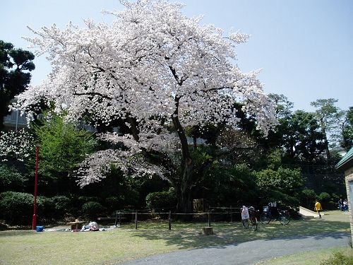 三鷹台児童公園の画像