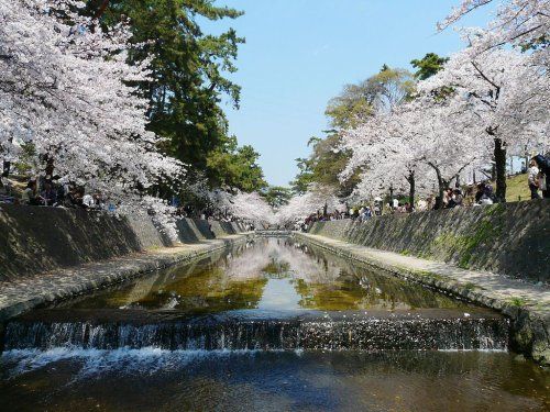 夙川公園の画像