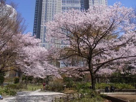 新宿中央公園の画像