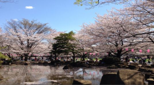 蕨市民公園の画像