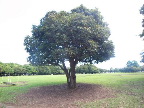 岸根公園の画像