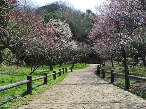 岡村公園の画像