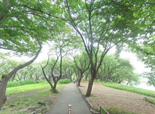 菊名桜山公園（カーボン山）の画像
