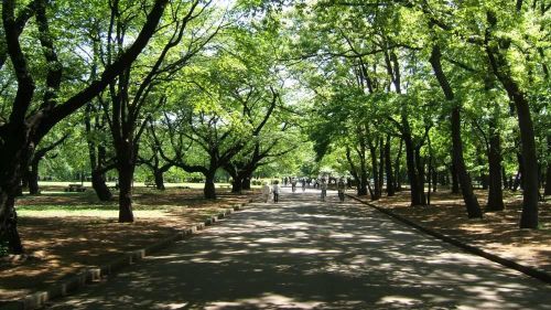 小金井公園の画像