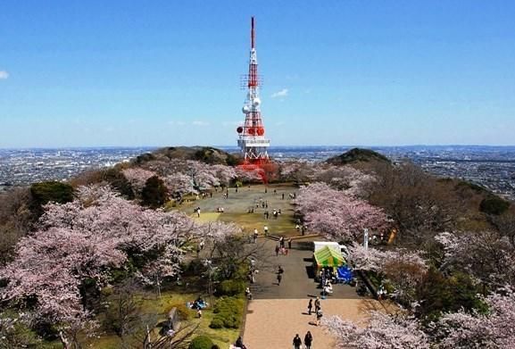 高麗山公園の画像