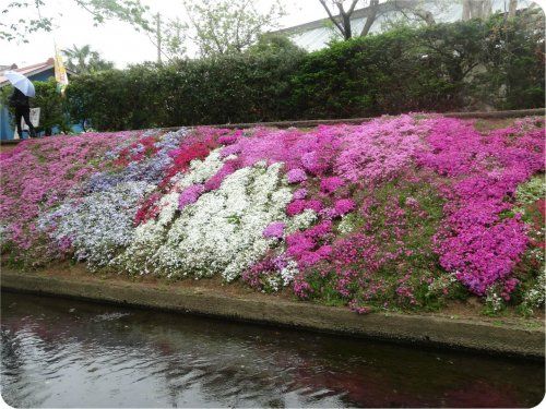 渋田川沿いの芝桜の画像