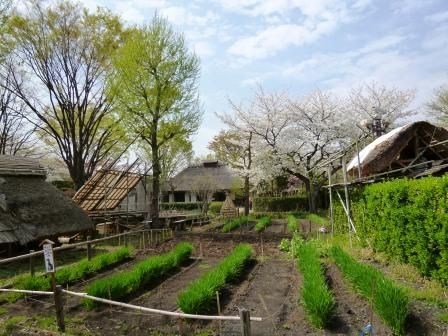 次大夫堀公園の画像