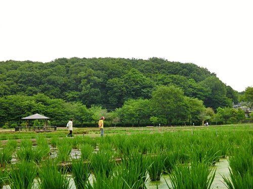 北山公園の画像