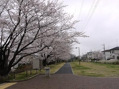 奈良町さくら公園の画像