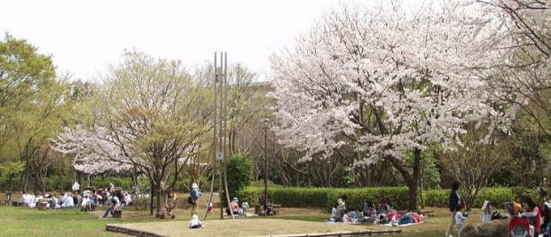 茅ケ崎市中央公園の画像