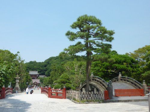 鶴岡八幡宮の画像