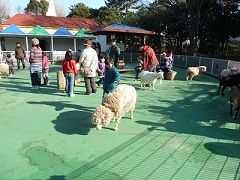 平塚市総合公園ふれあい動物園の画像