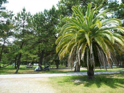 種崎千松公園の画像