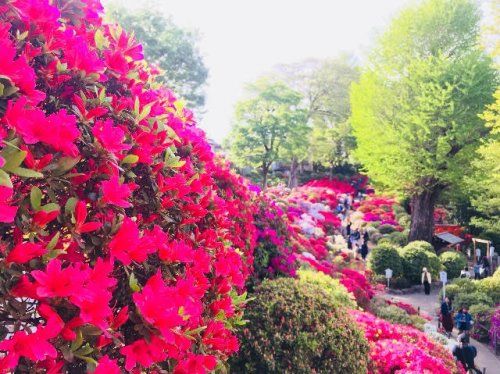 根津神社の画像