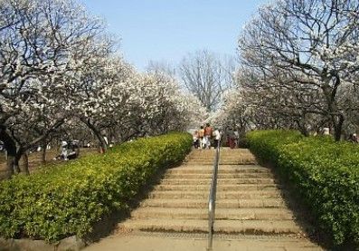 羽根木公園の画像