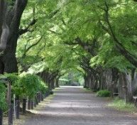 東京大学大学院理学系研究科附属植物園の画像