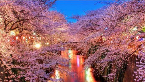 目黒川の桜並木の画像