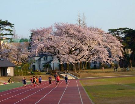 和田堀公園 済美山運動場の画像