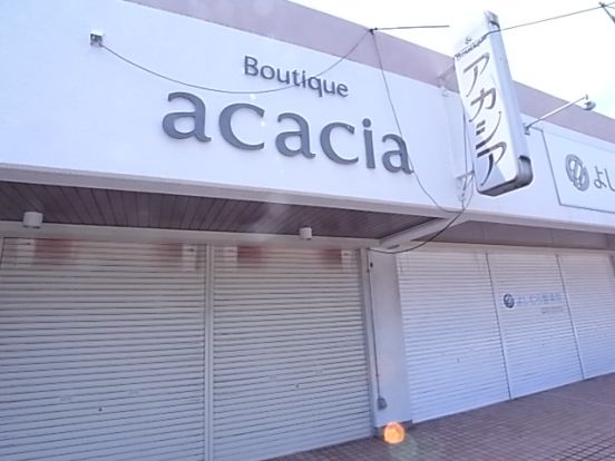 acaciaの画像