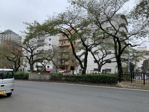 播磨坂桜並木（環三桜並木）の画像