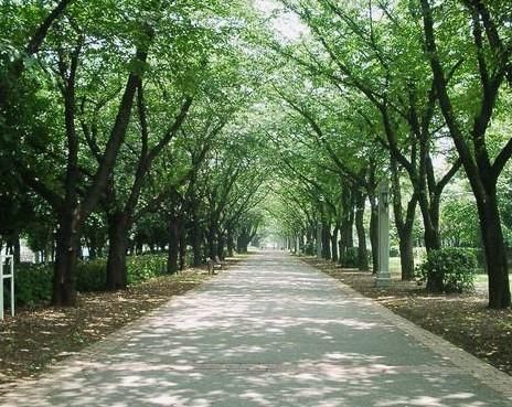 辰巳の森緑道公園の画像