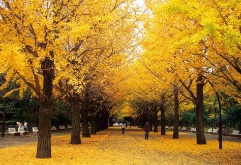 光が丘公園イチョウ並木の画像