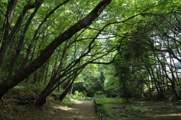 上和田野鳥の森の画像