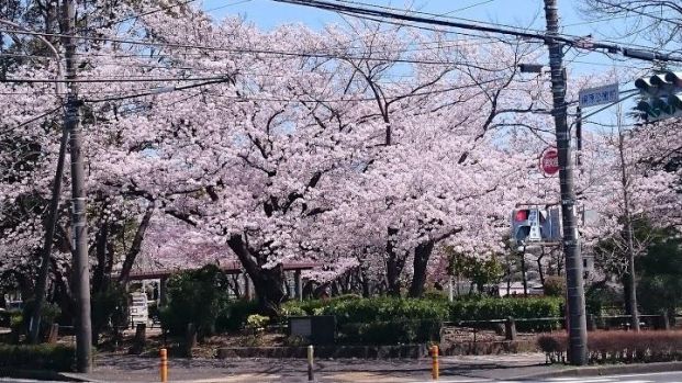 桐原公園の画像