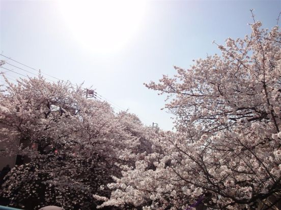 石神井川　桜並木の画像