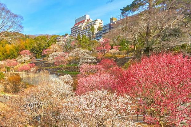 熱海梅園の画像